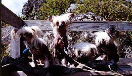 dogs.jpg (30382 bytes)